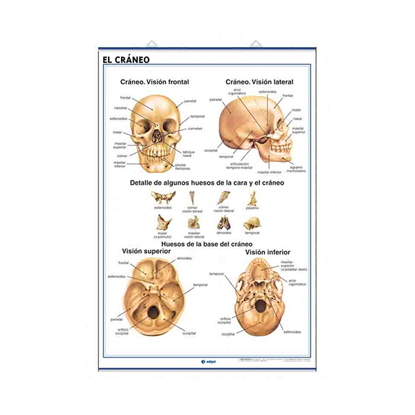 Láminas anatomía: sistema esquelético